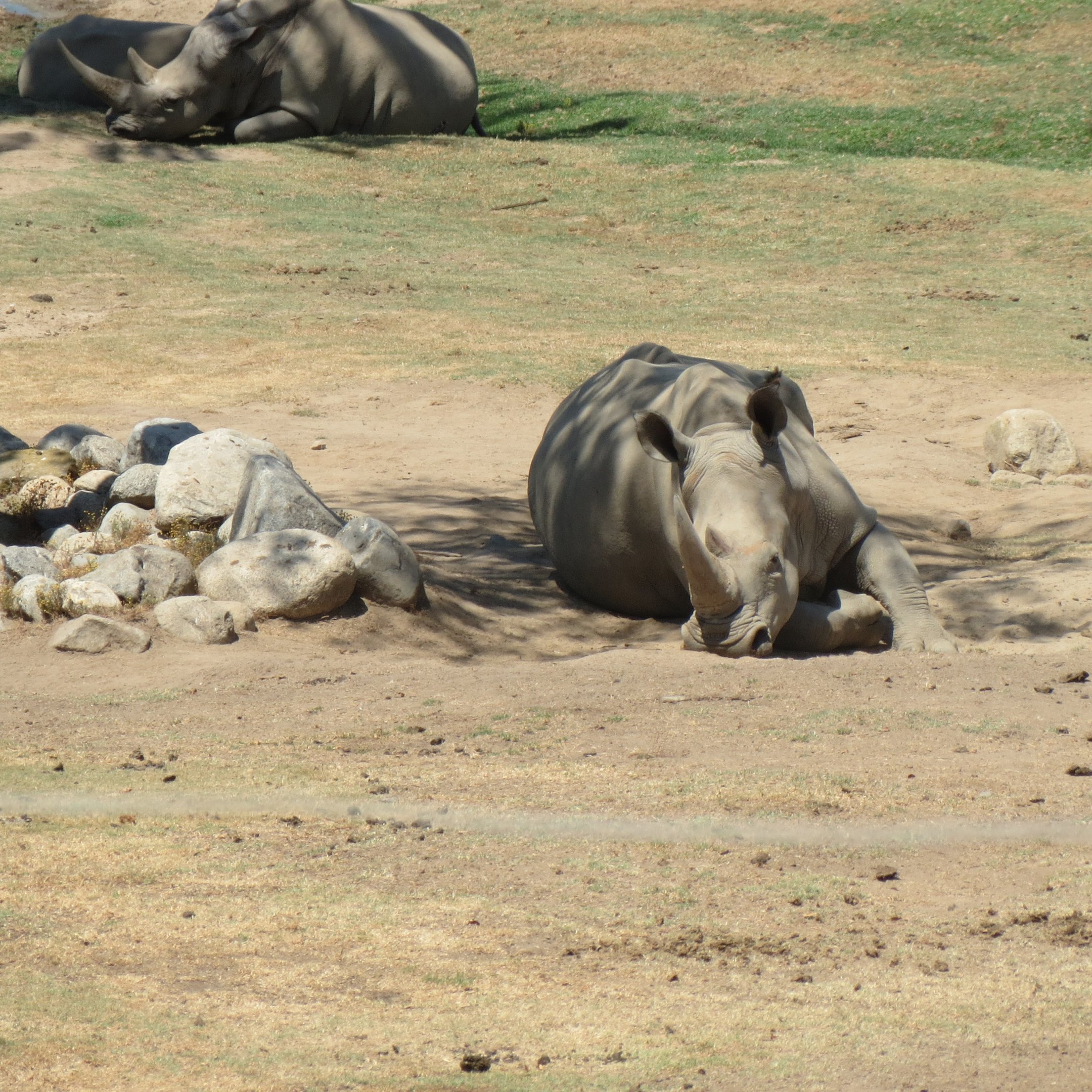 Southern White Rhinoceros
