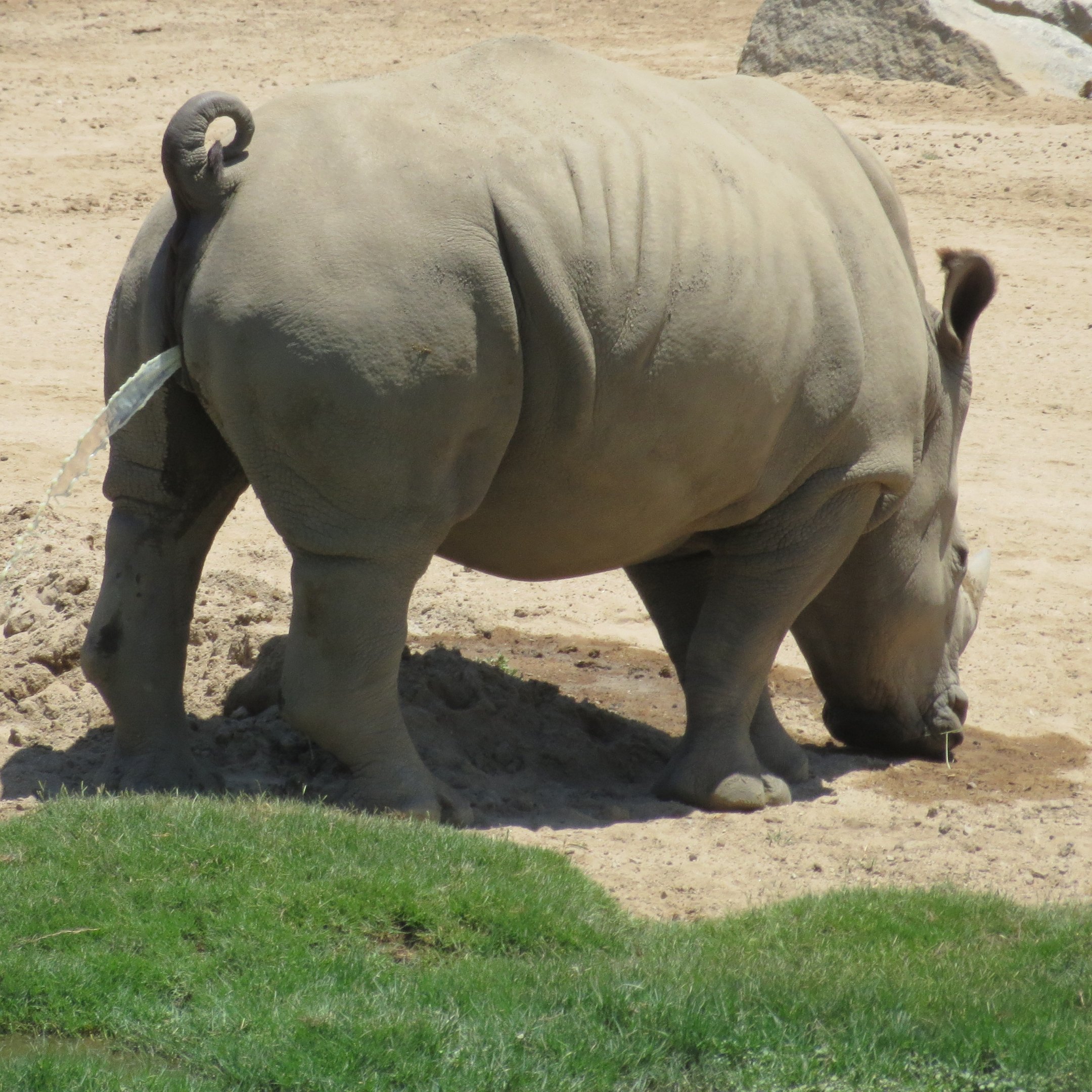 Southern White Rhinoceros