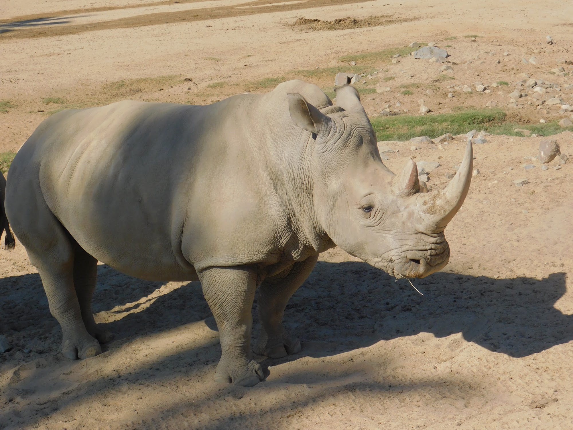 Southern White Rhinoceros