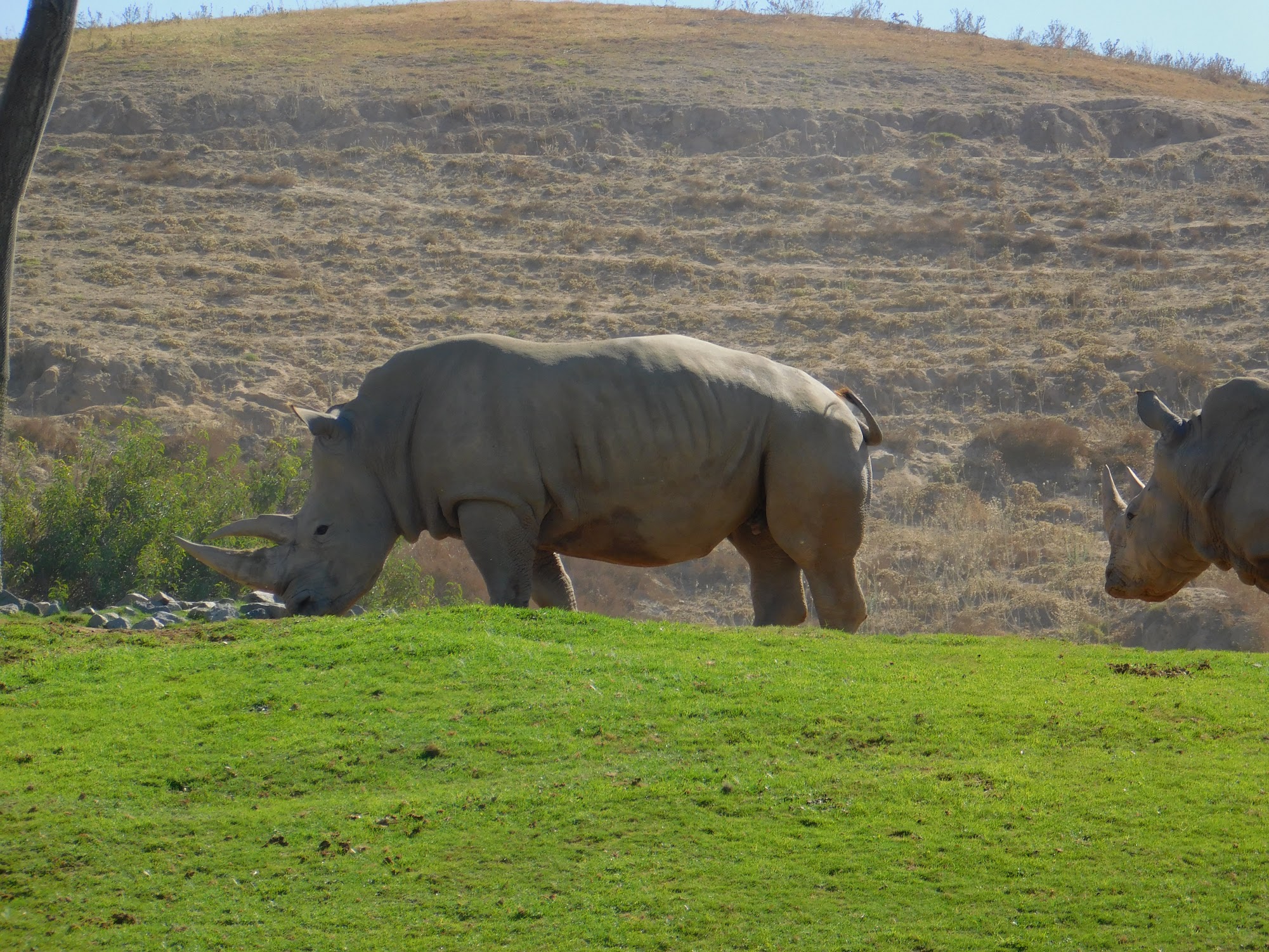 Southern White Rhinoceros