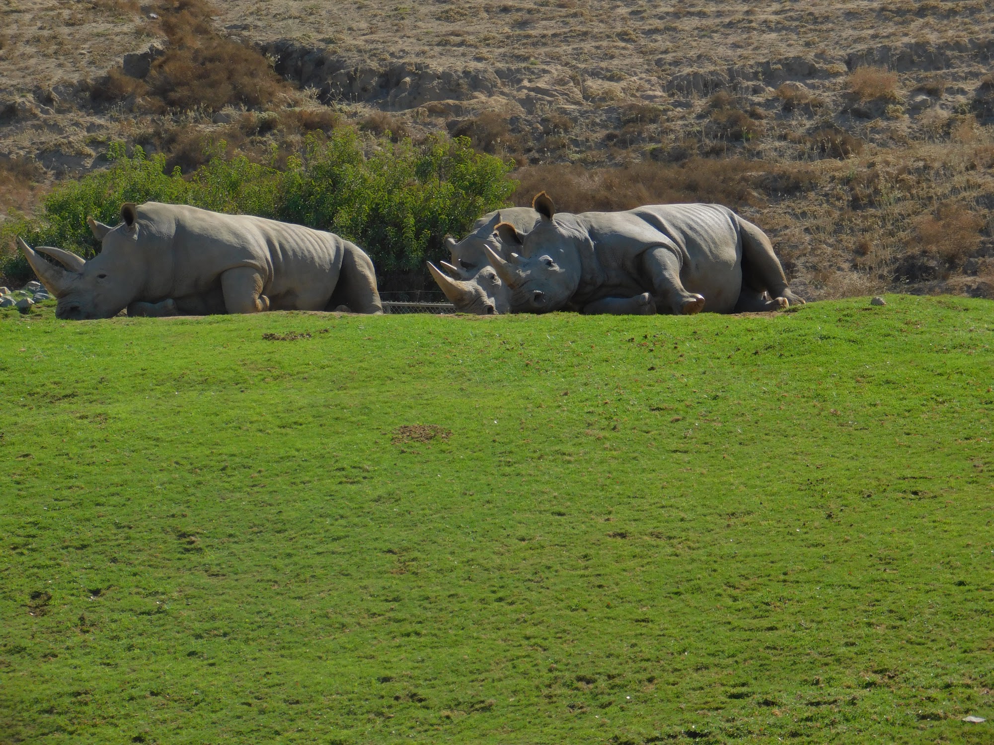 Southern White Rhinoceros