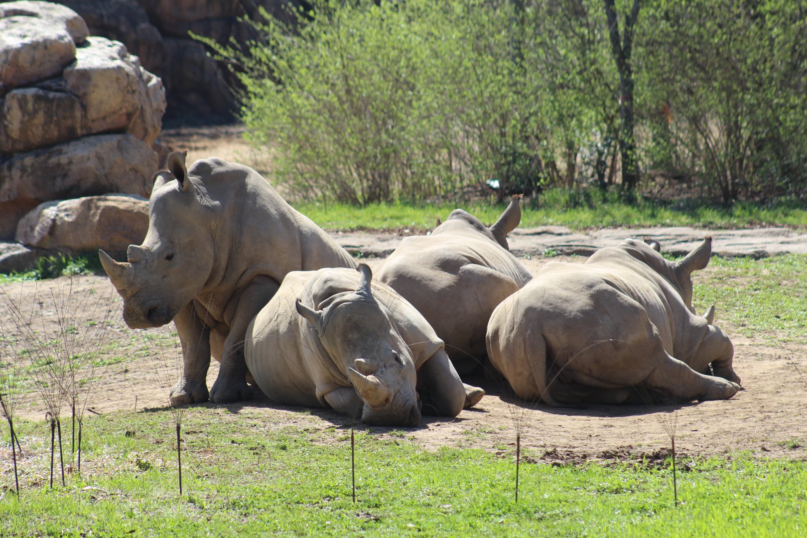 Southern White Rhinoceros