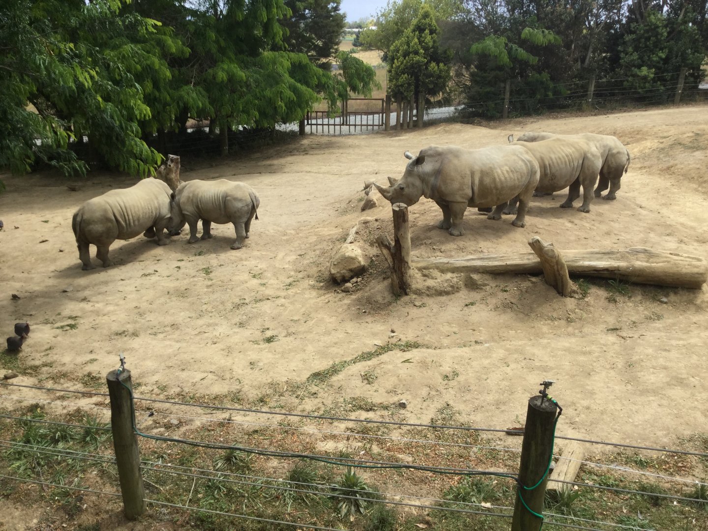 Southern White Rhinoceros