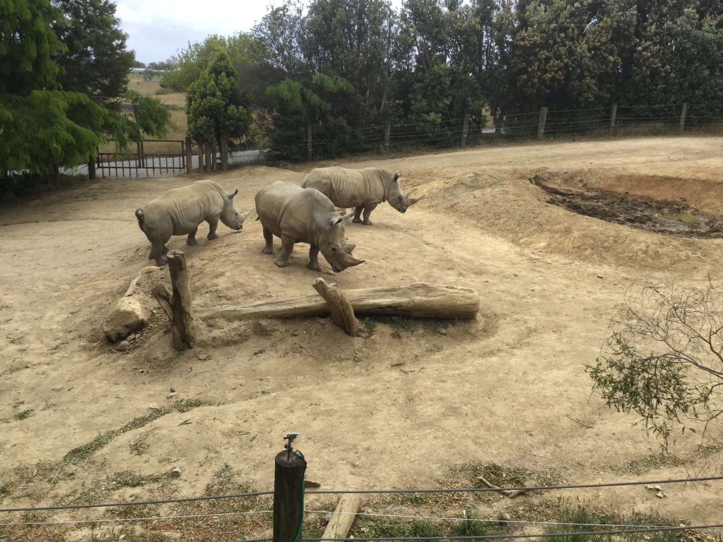 Southern White Rhinoceros