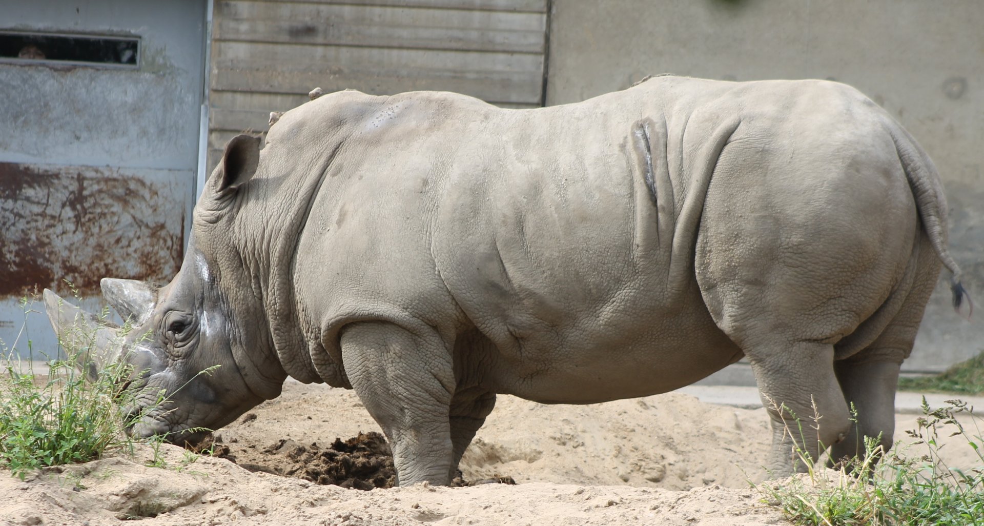 Southern white rhinoceros