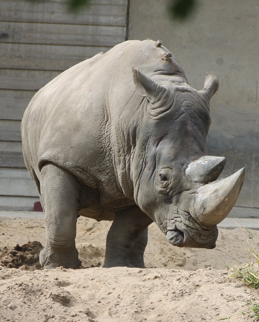 Southern white rhinoceros