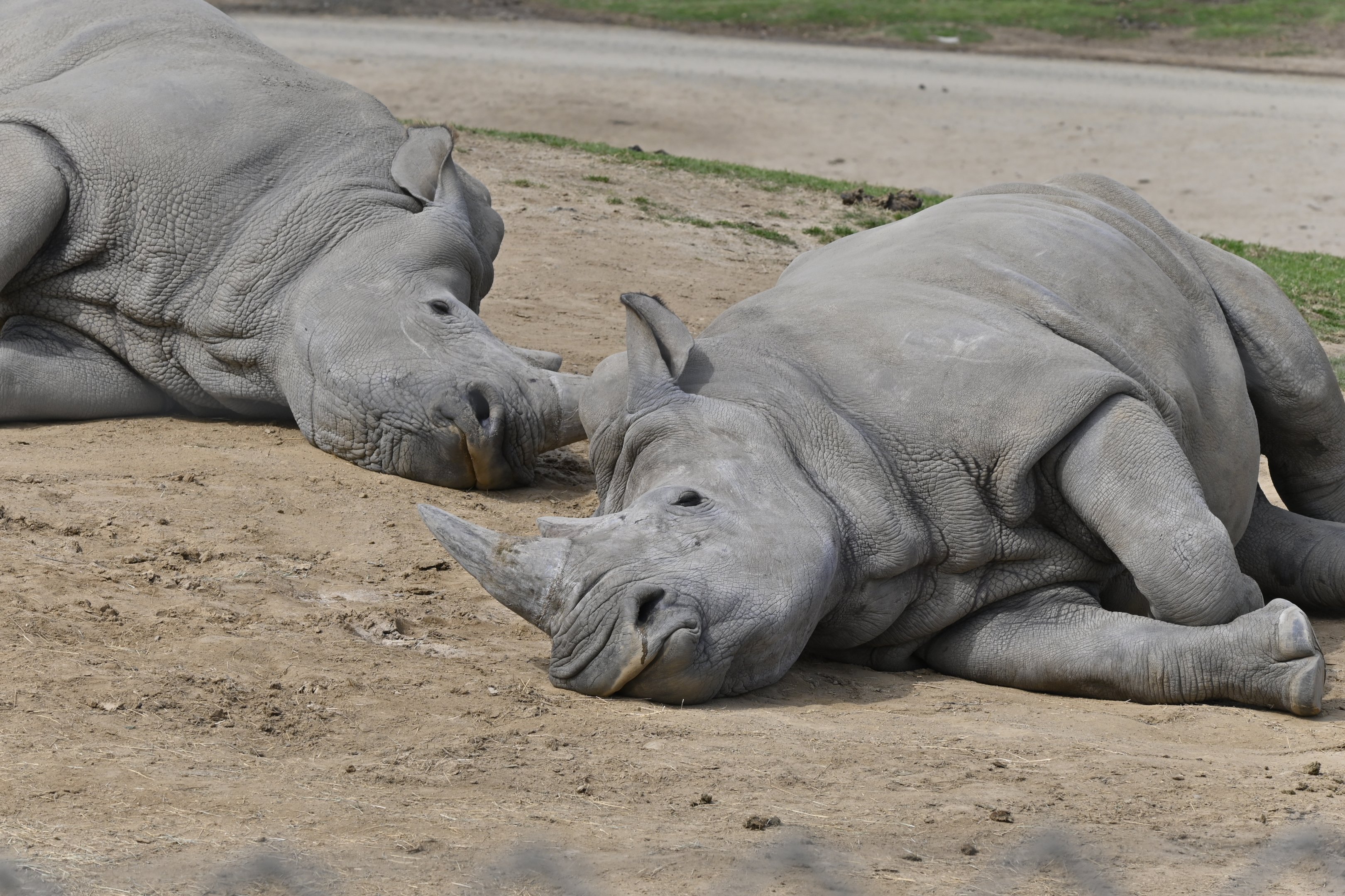 Southern White Rhinoceros
