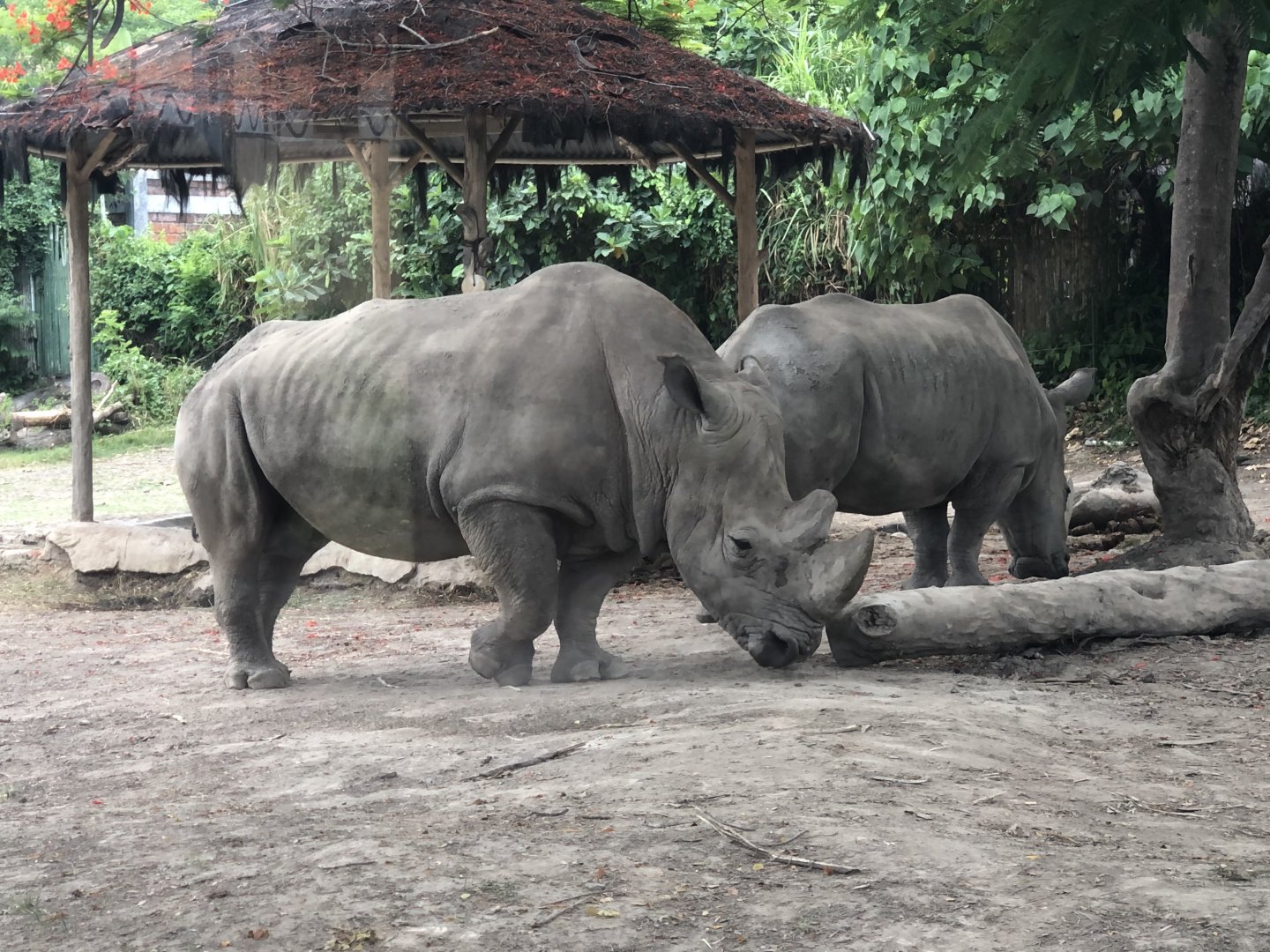 Southern White Rhinoceros