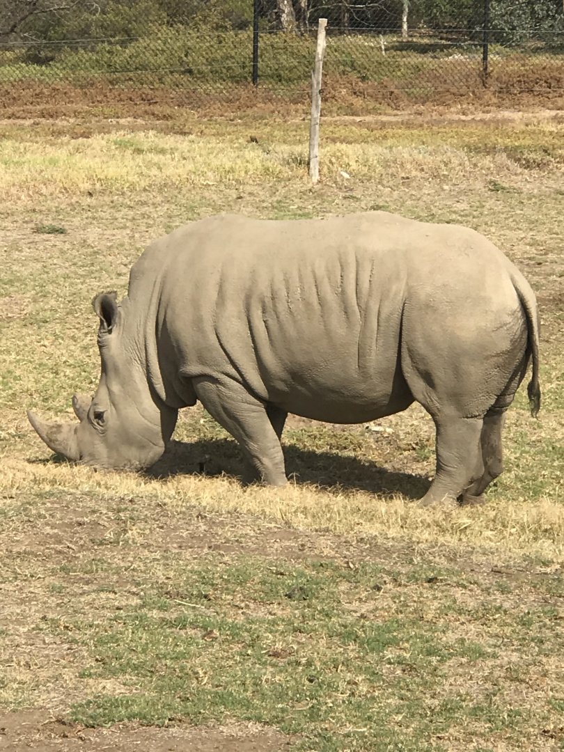 Southern White Rhinoceros