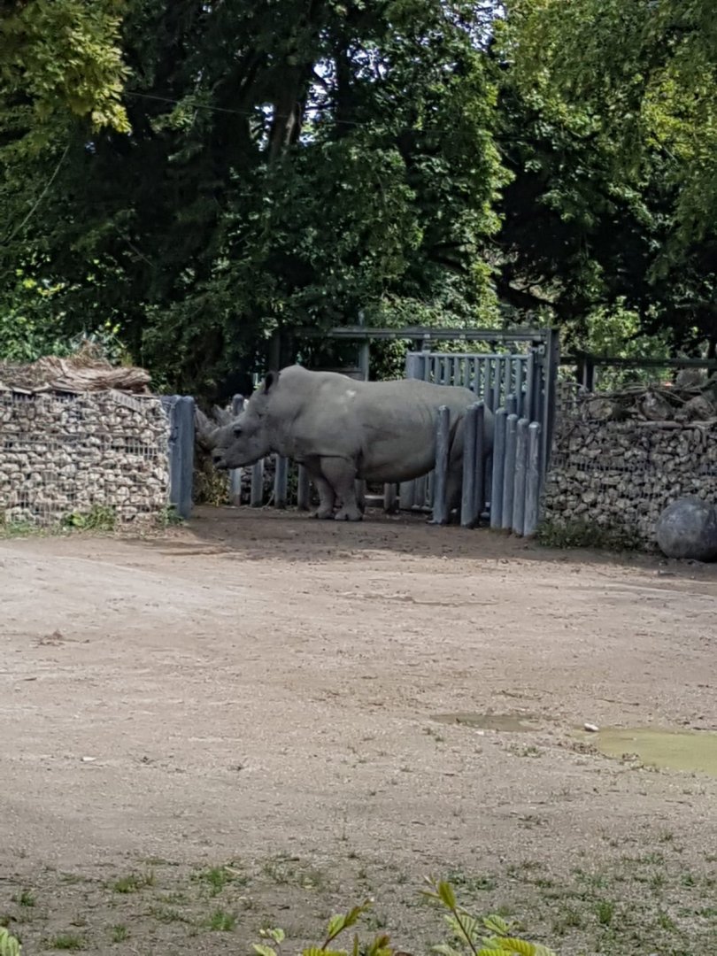 Southern White Rhinoceros