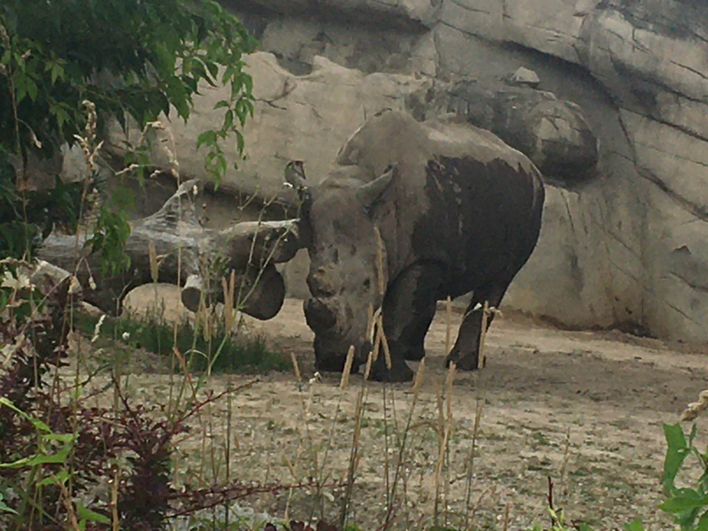 Southern White rhinoceros