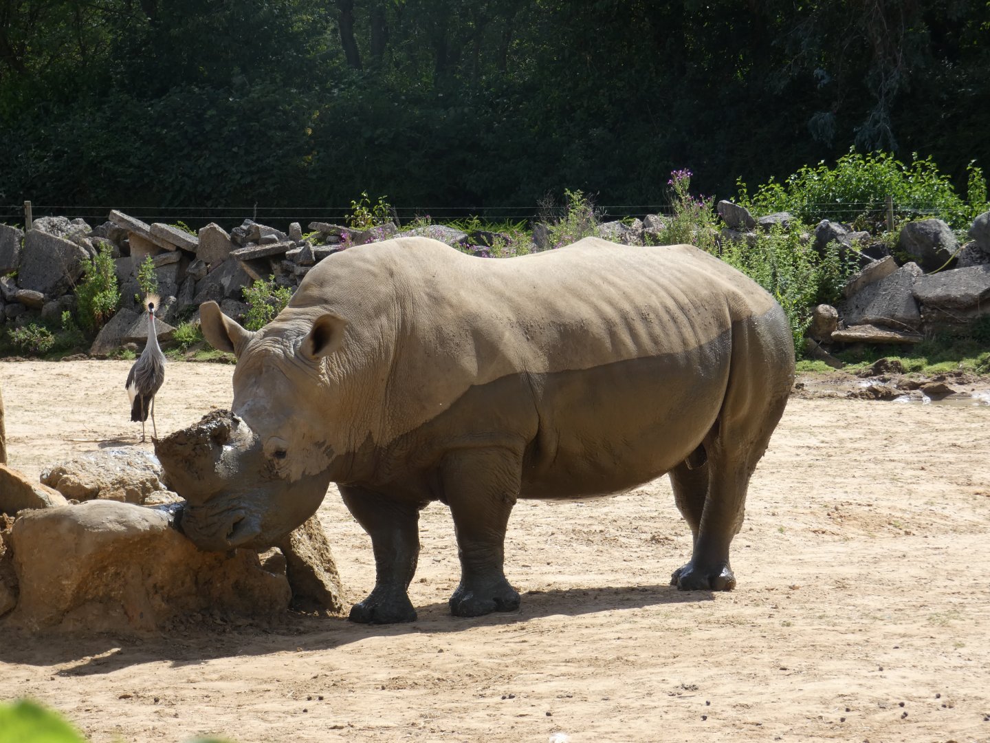 Southern White Rhinoceros