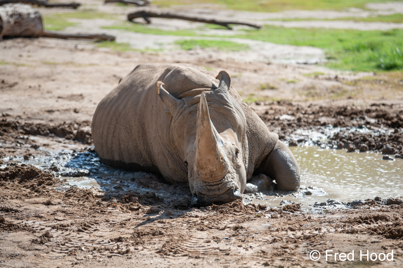 southern white rhinoceros