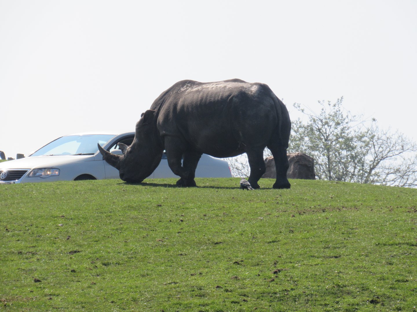 Southern White Rhinoceros
