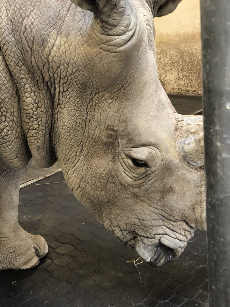 Southern White Rhinoceros