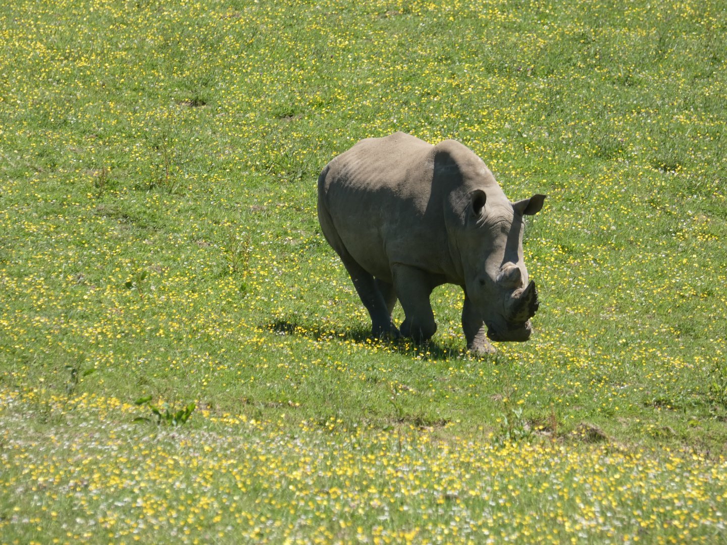 Southern white rhinoceros