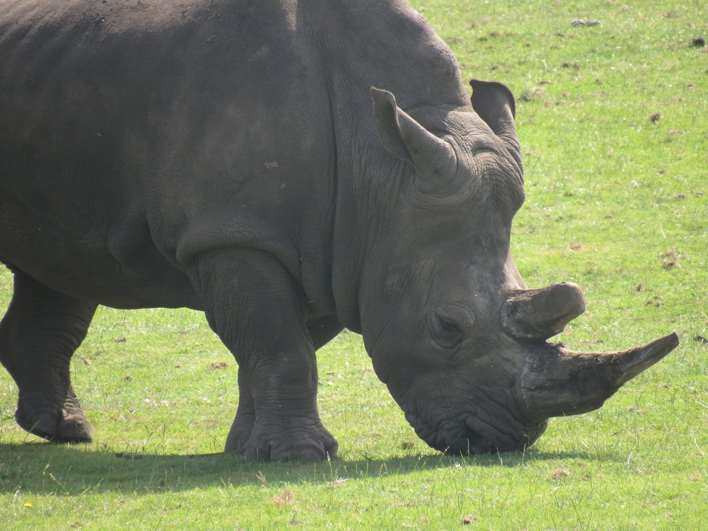 Southern White Rhinoceros