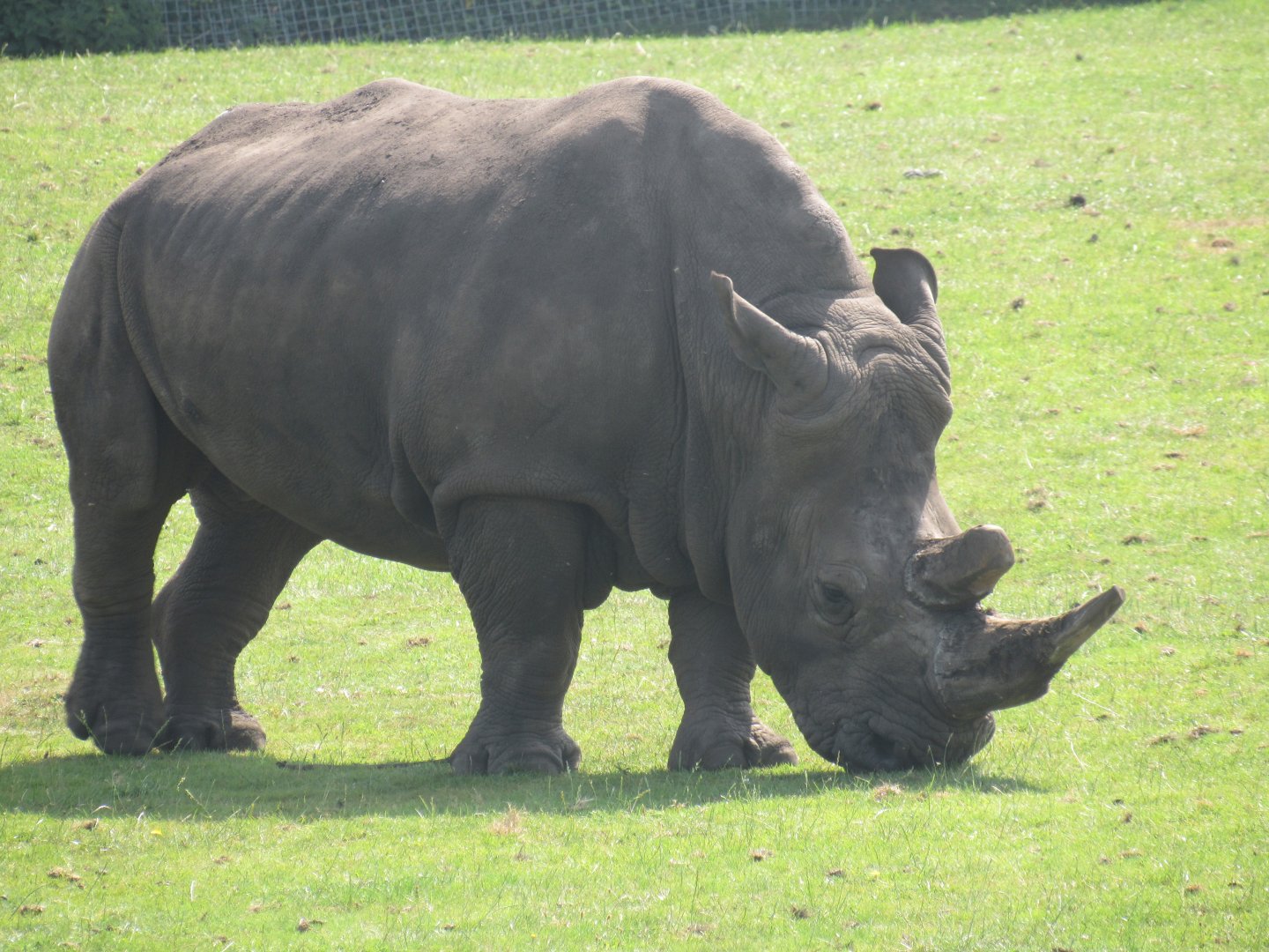 Southern White Rhinoceros