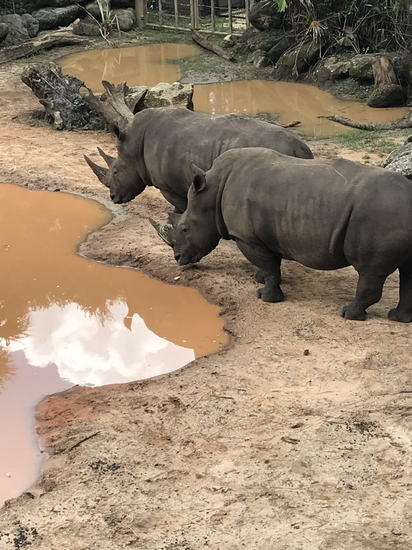 Southern white rhinoceros