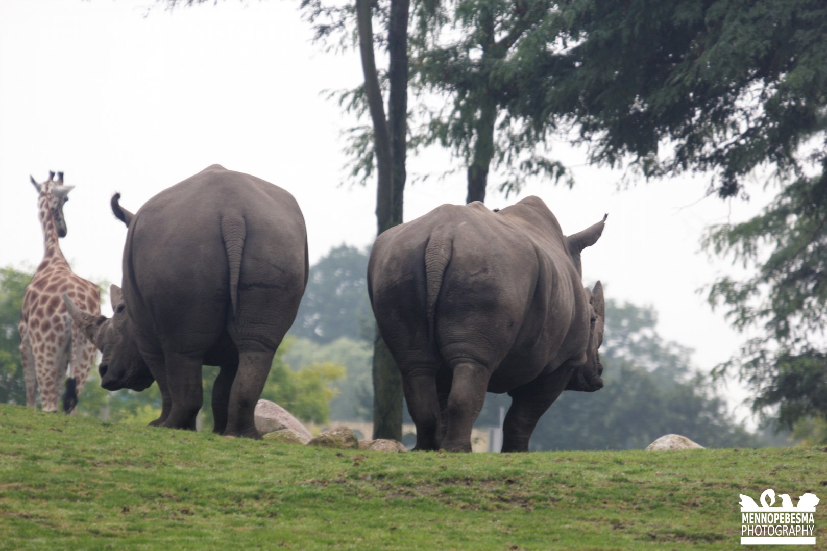 Southern white rhinoceros