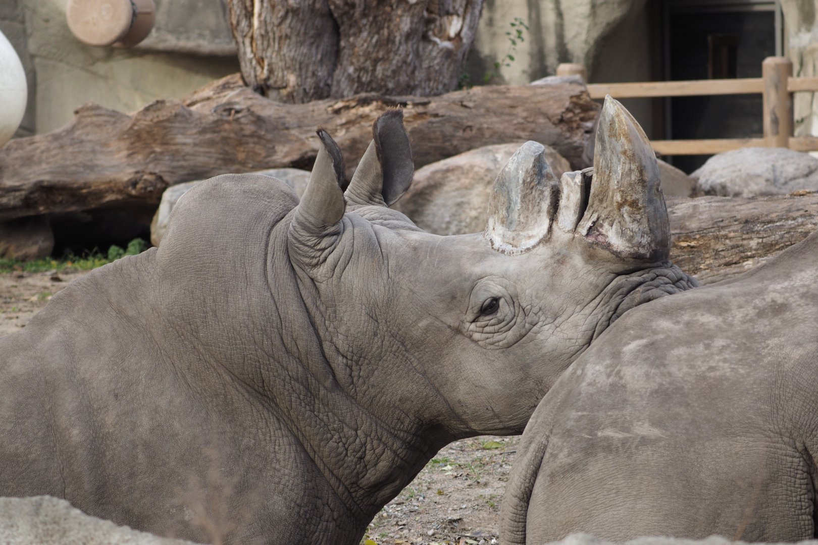 Southern white rhinoceros