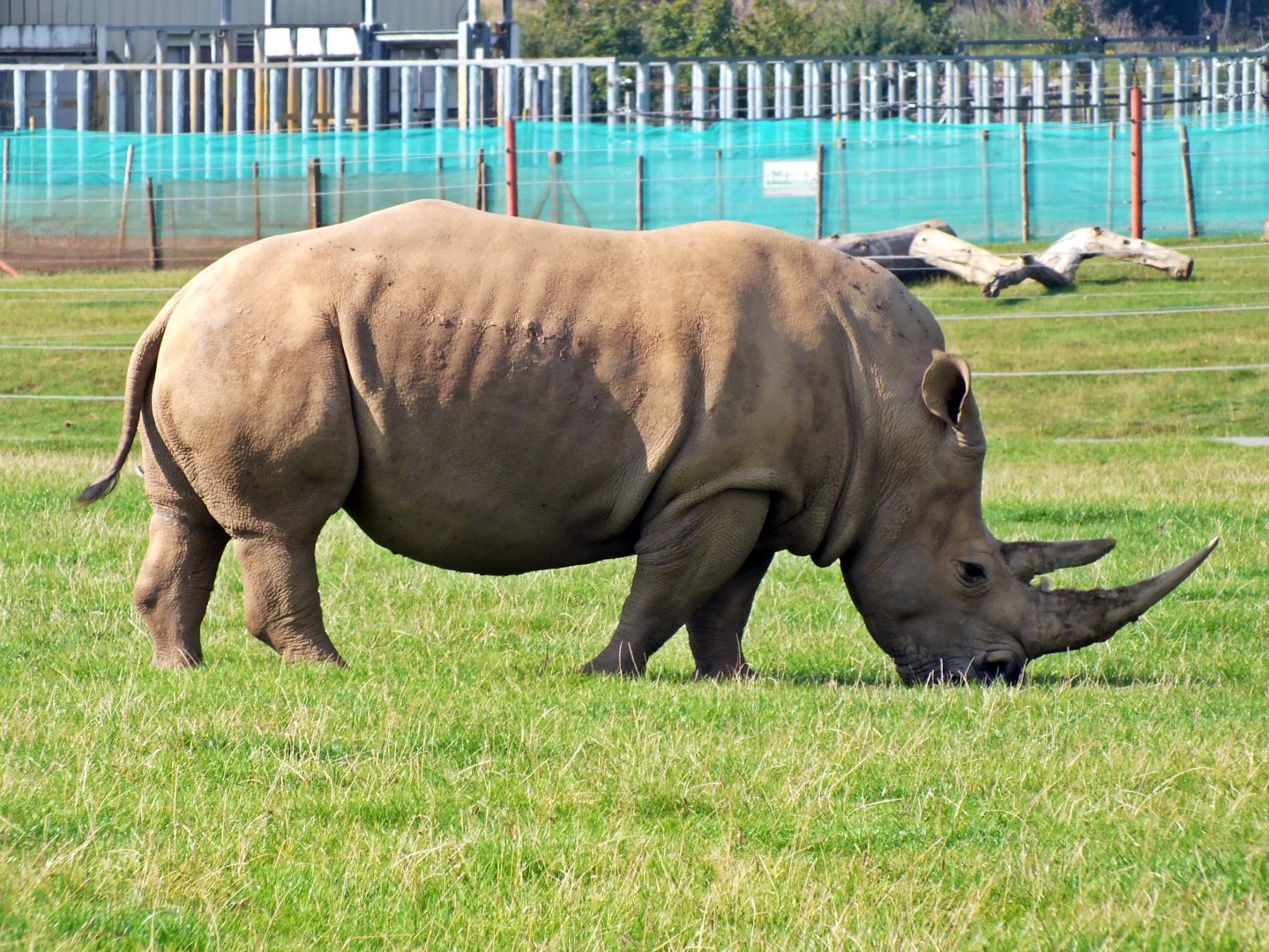 Southern white rhinoceros