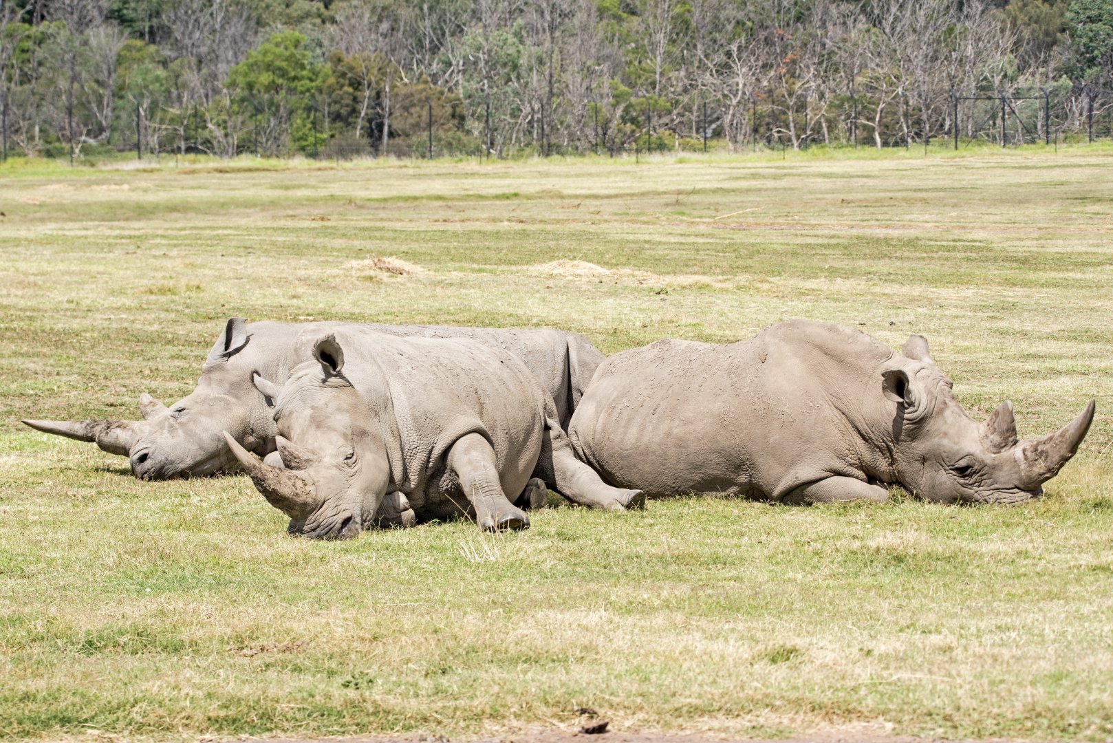 Southern white rhinoceros