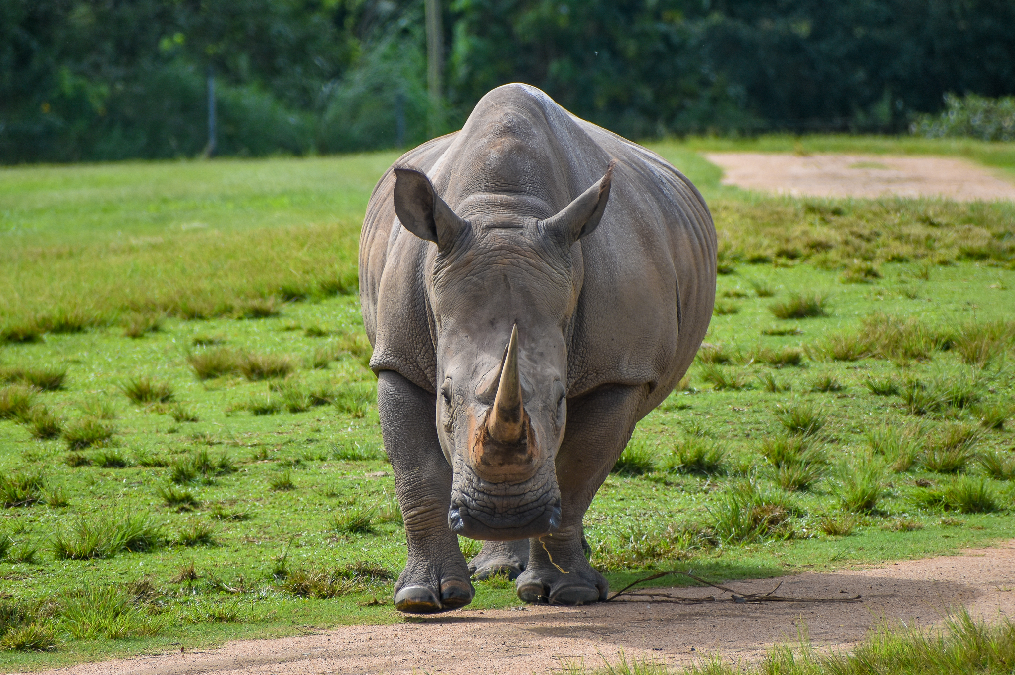 Southern White Rhinoceros