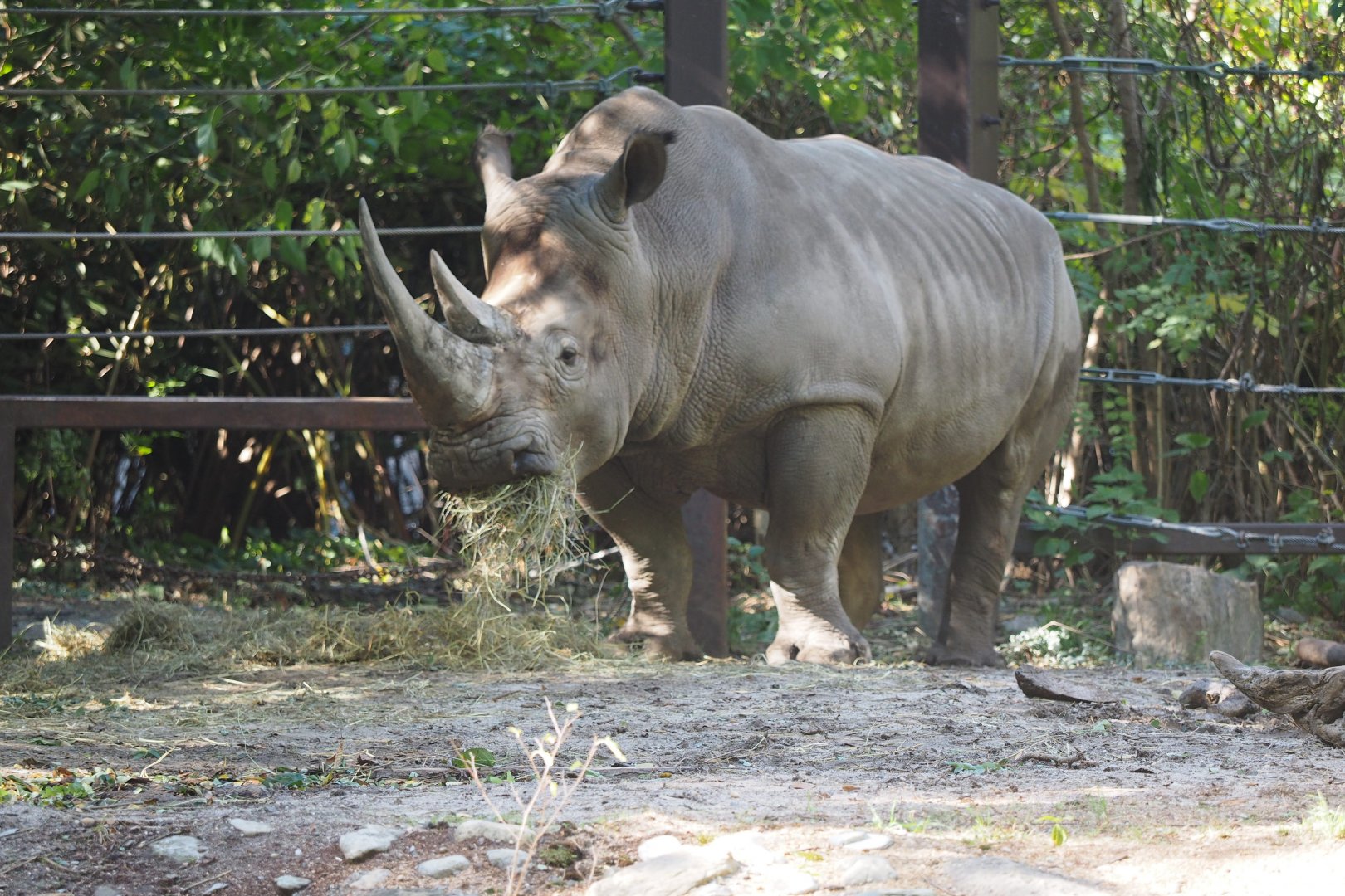 Southern white rhinoceros