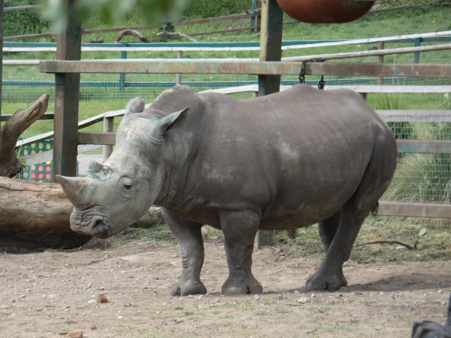 Southern white rhinoceros