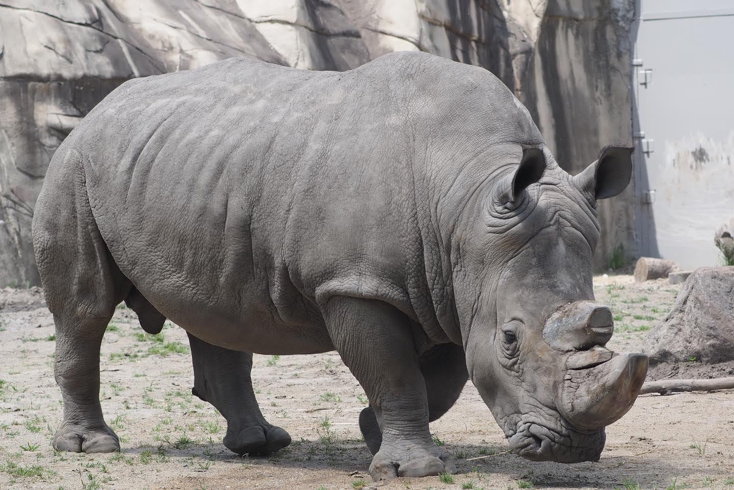 Southern white rhinoceros