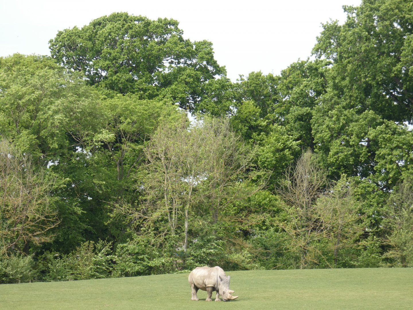 Southern white rhinoceros