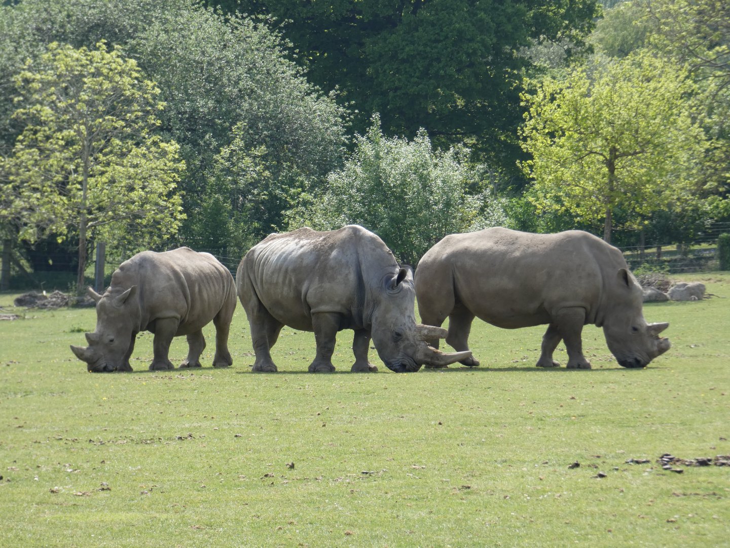 Southern white rhinoceros