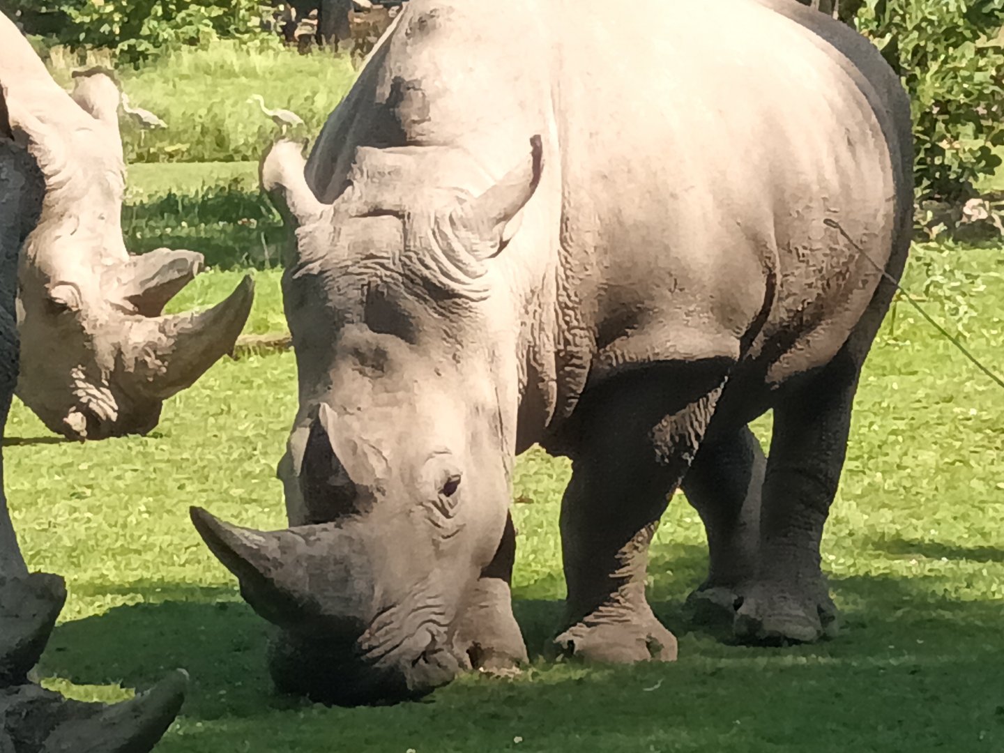 Southern white Rhinoceros