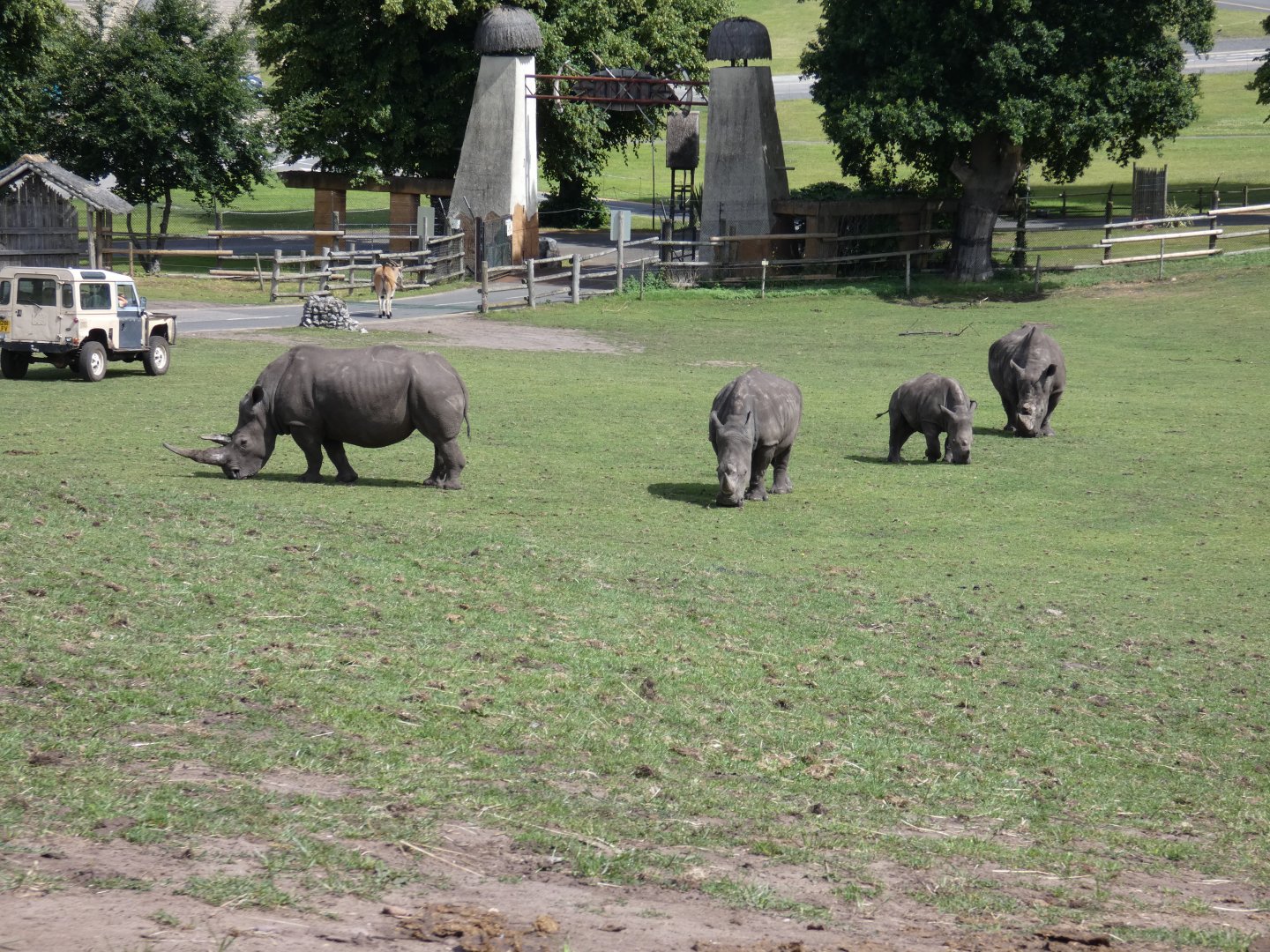 Southern white rhinoceros