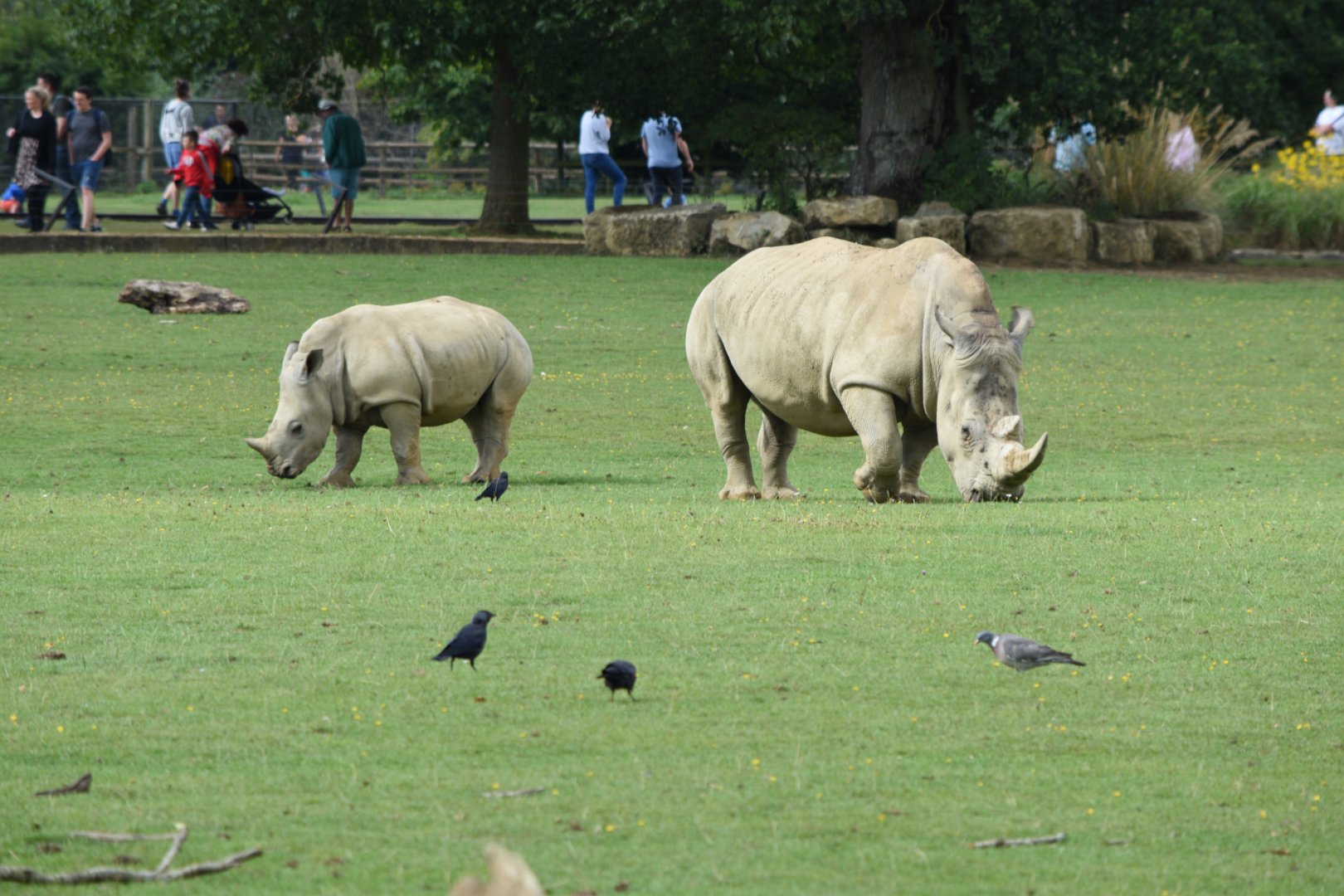 Southern white rhinoceros