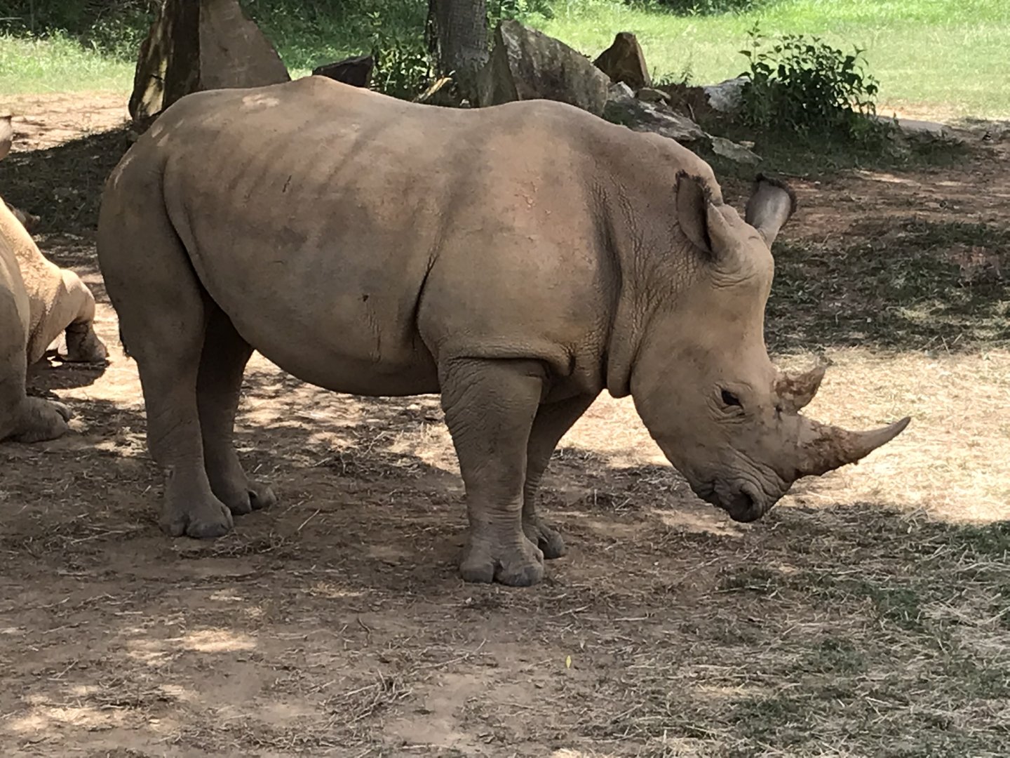 Southern White Rhinoceros