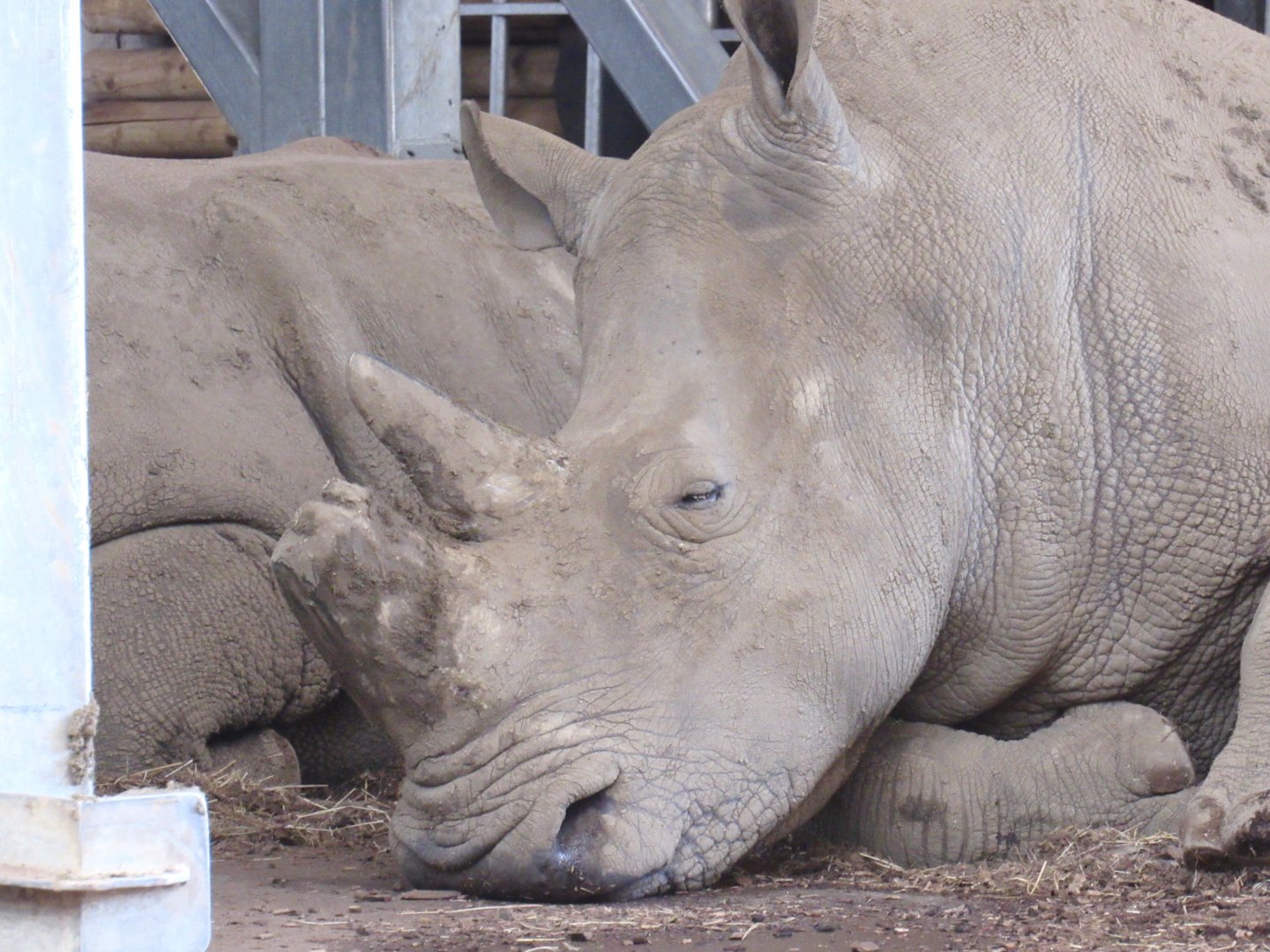 Southern White Rhinoceros