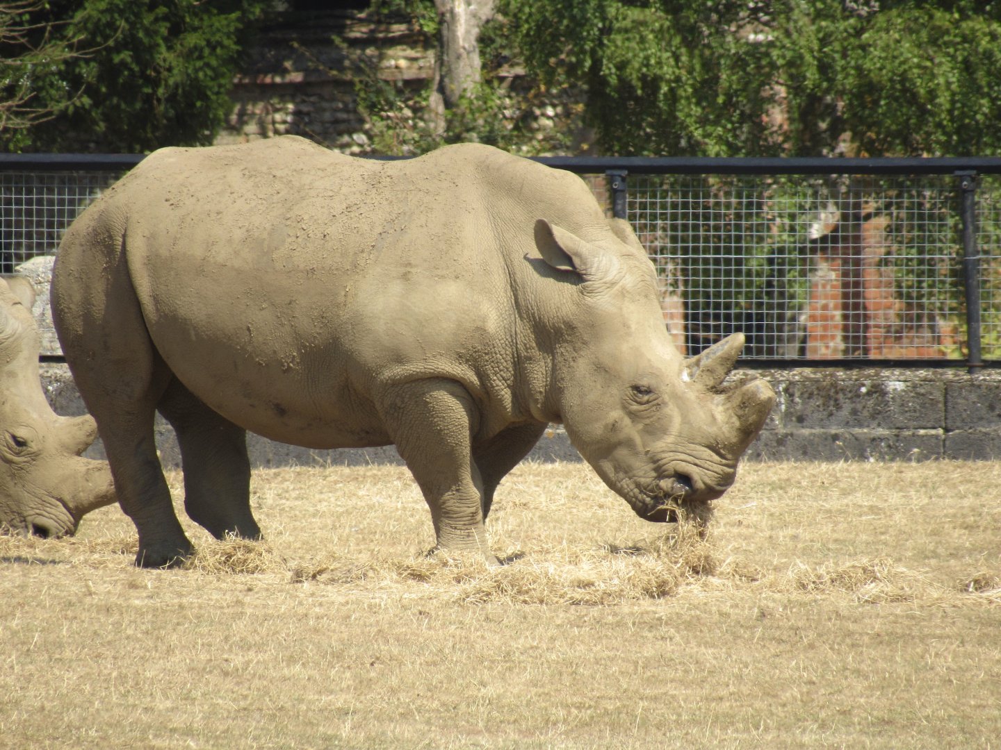 Southern White Rhinoceros