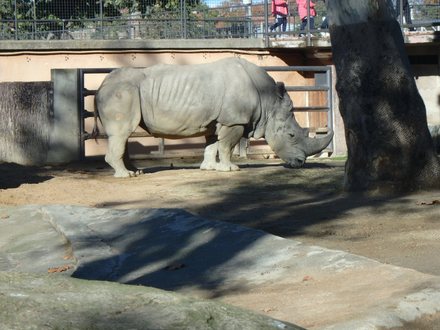Southern white rhinoceros