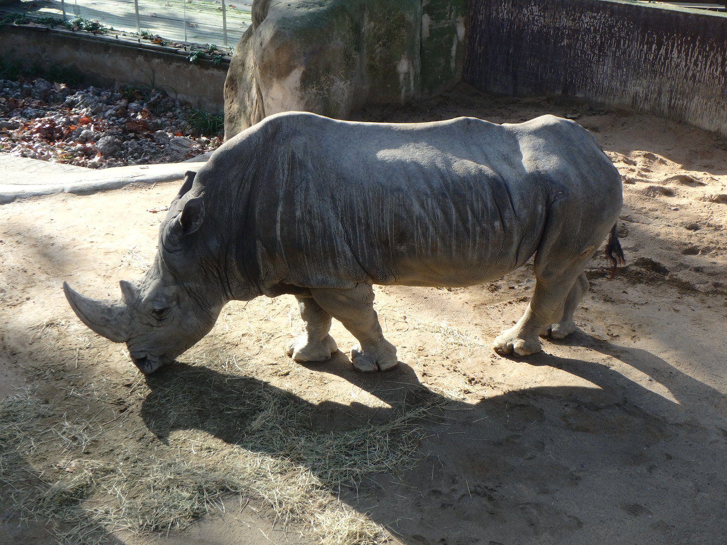 Southern white rhinoceros