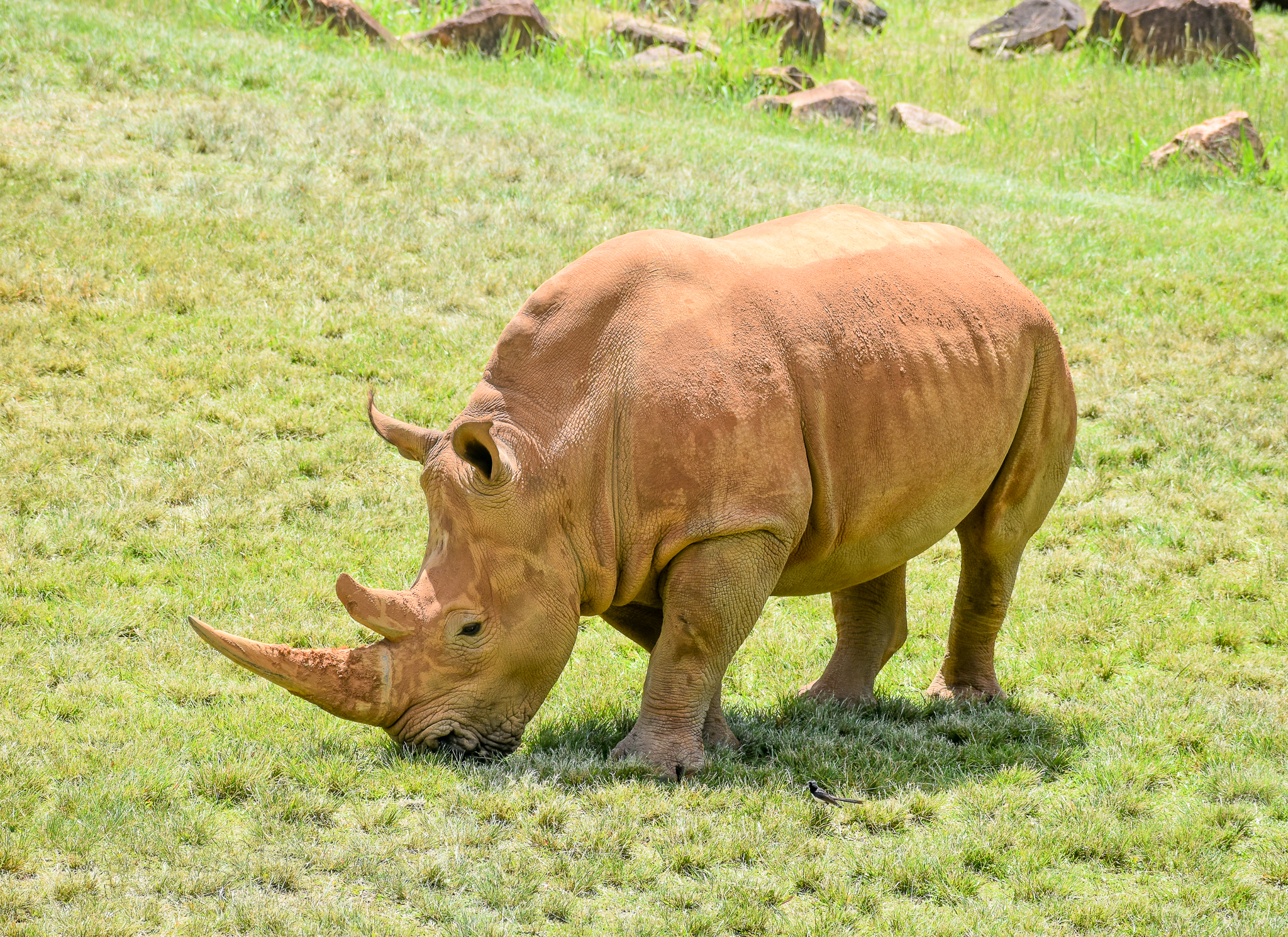 Southern White Rhinoceros