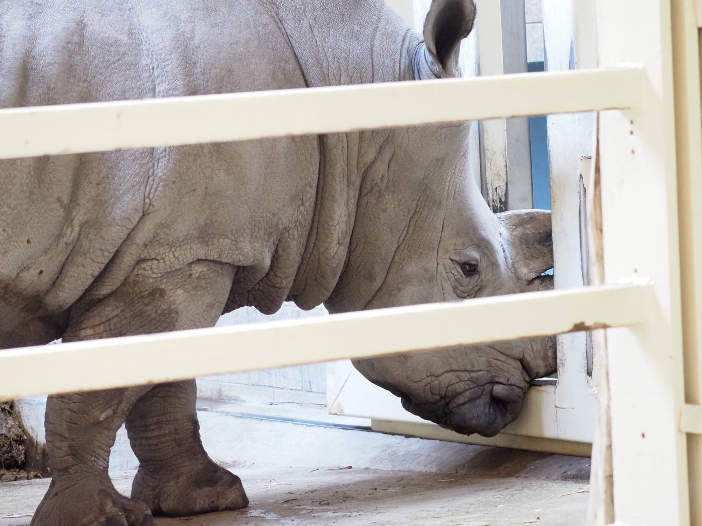 Southern white rhinoceros
