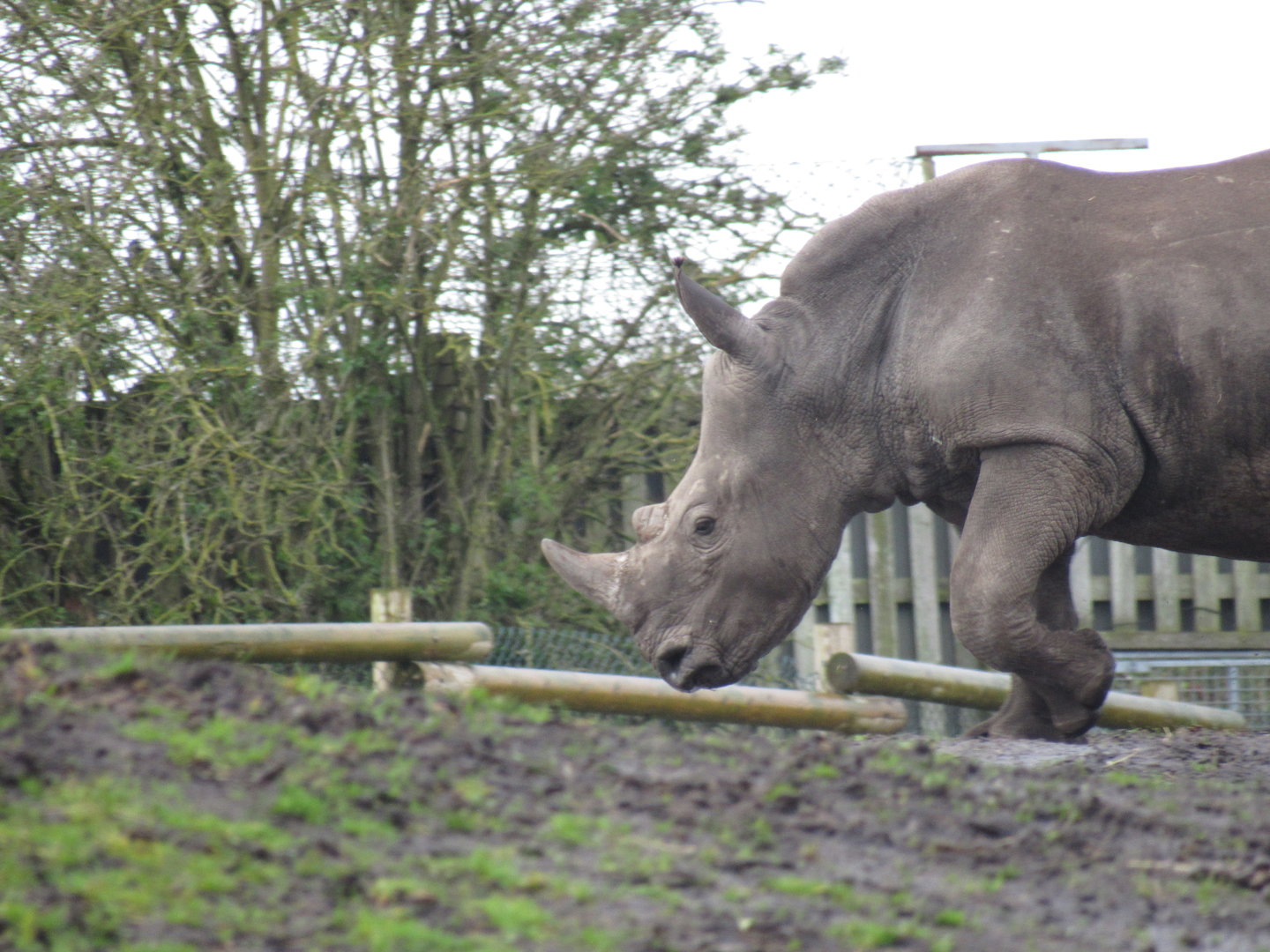 Southern White Rhinoceros