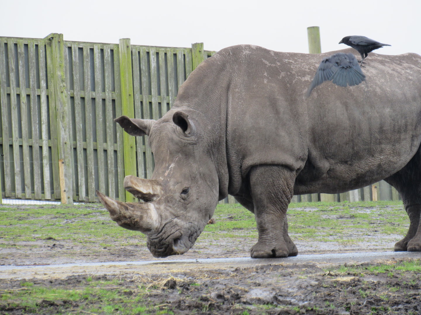 Southern White Rhinoceros