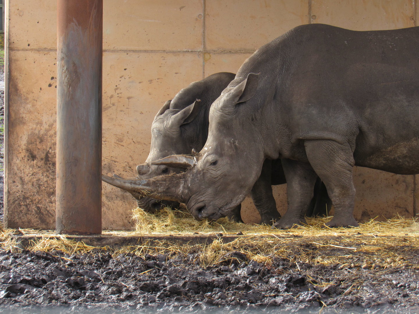 Southern White Rhinoceros