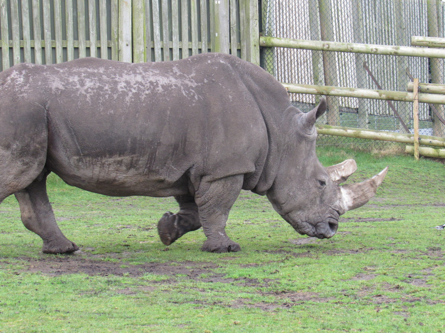 Southern White Rhinoceros