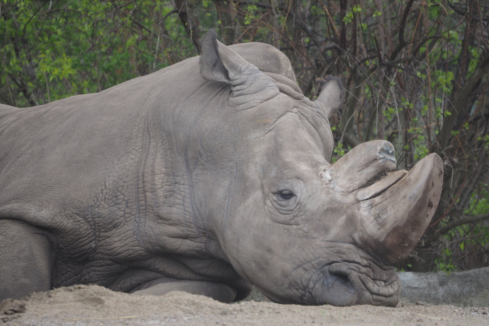 Southern White Rhinoceros