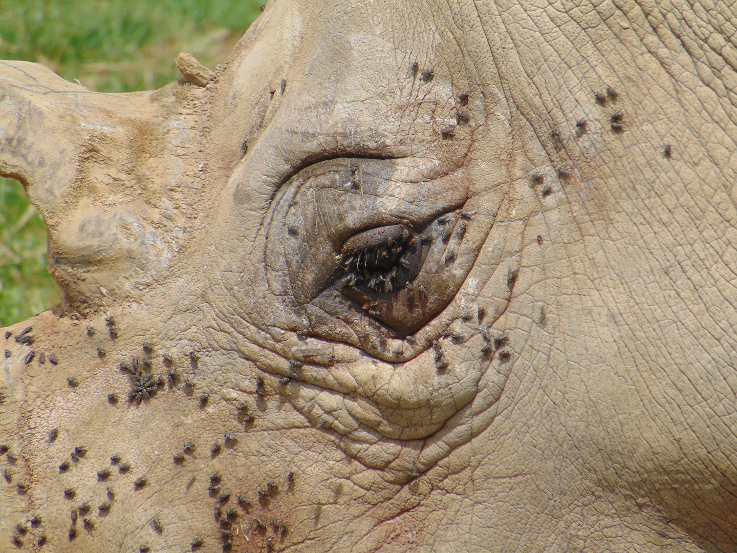 Southern White Rhinoceros