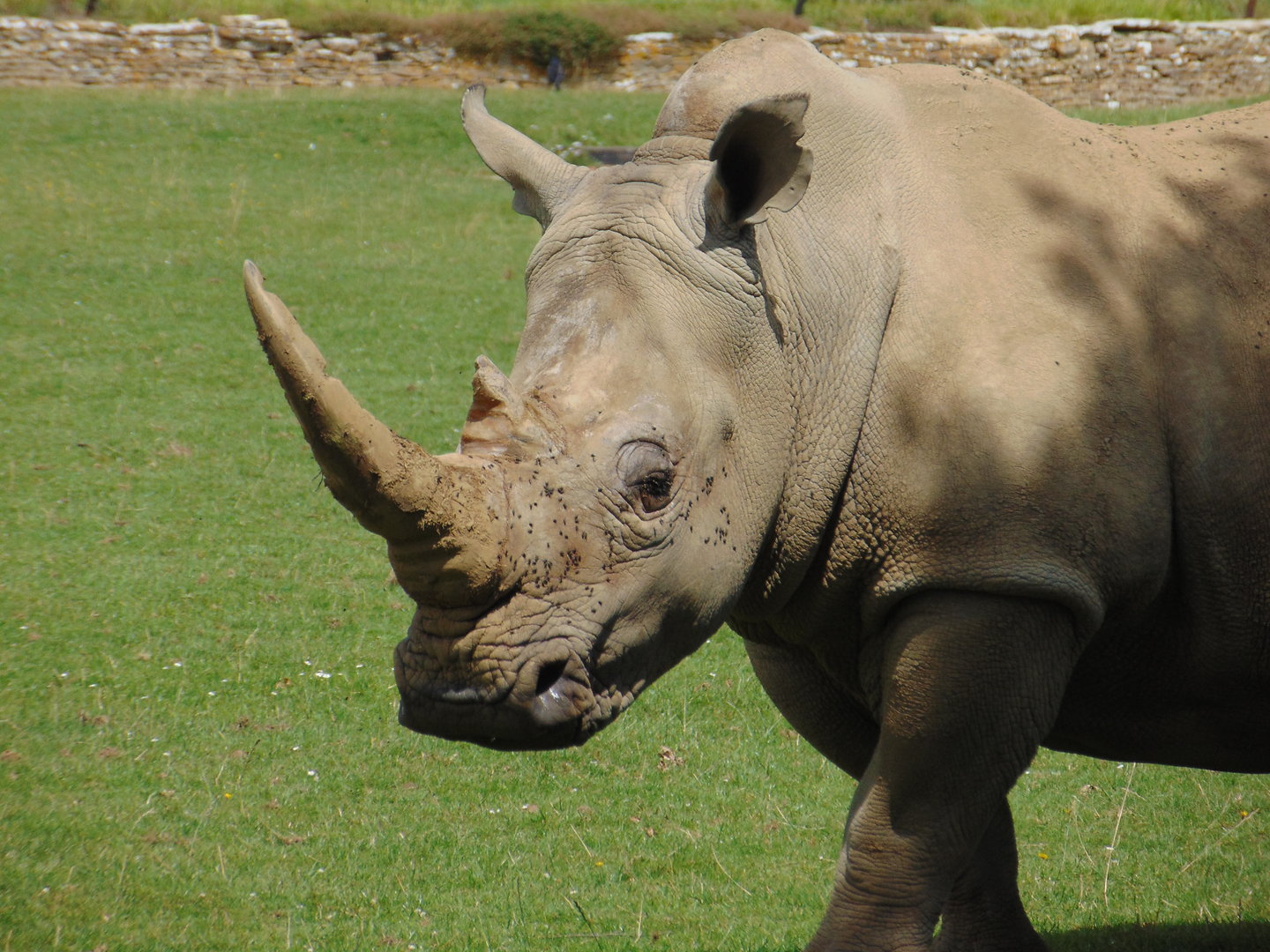 Southern White Rhinoceros